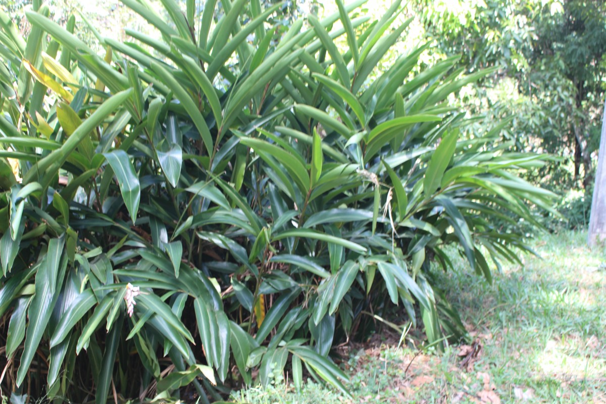 Alpinia zerumbet (Pers.) B.L.Burtt & R.M.Sm.